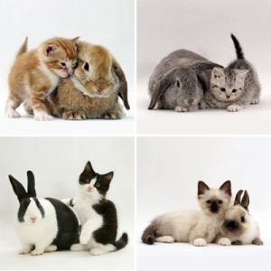 Instead of a Hideous Picture of the Bubonic Plague, Here are Pictures of Bunnies and Kittens. You're Welcome